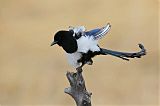 Black-billed Magpieborder=